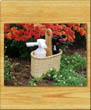 Nantucket Pepper Gun