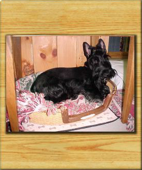 Nantucket Dog Bed